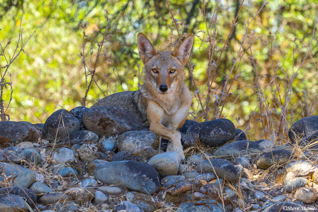 California Coyote Portrait print