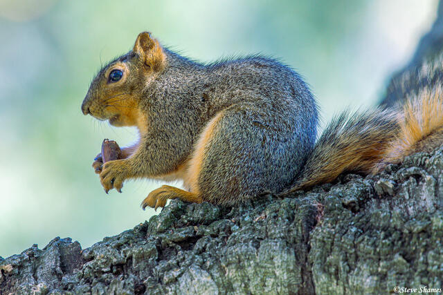 California Gray Squirrel print