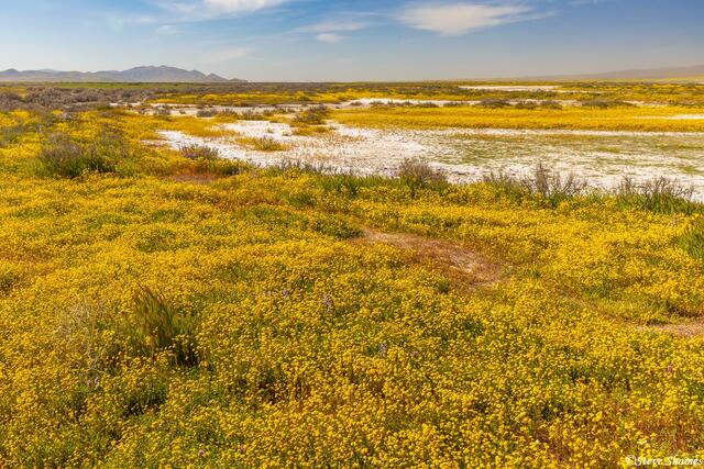 Carrizo Plain Flowers print