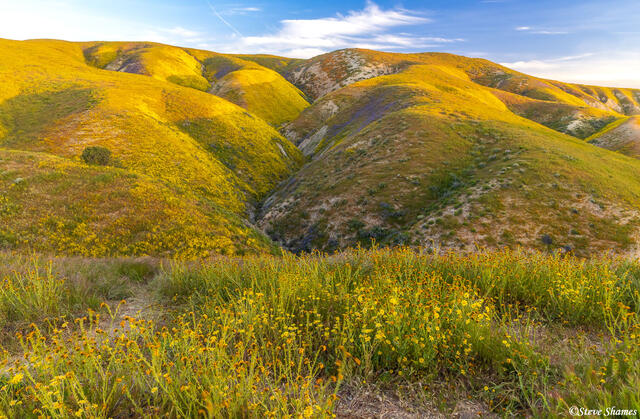 Carrizo Plain Springtime print