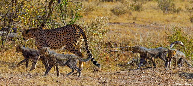 Cheetah With Four Cubs print