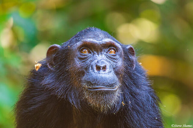 Chimp Looking Up print