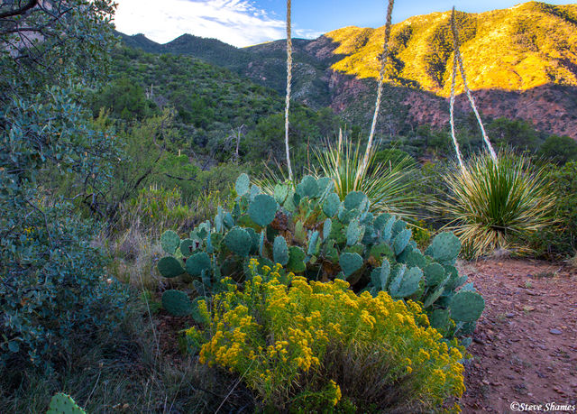 Chisos Basin Sunrise print