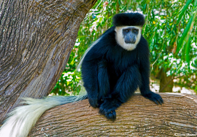 Colobus Monkey print