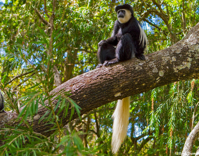 Colobus Monkey in Tree print