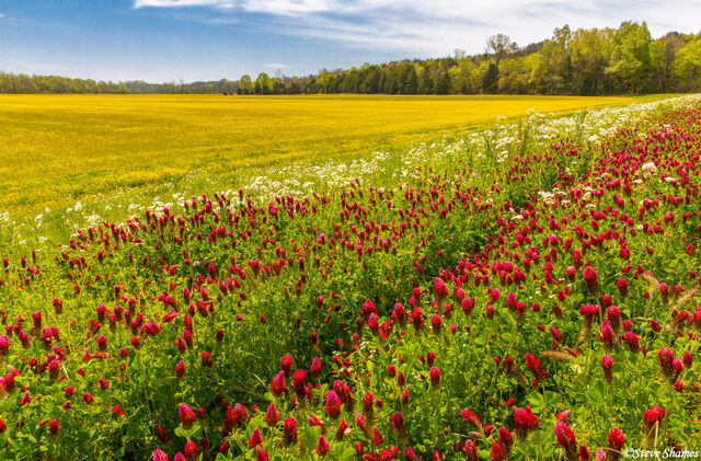Colorful Field print