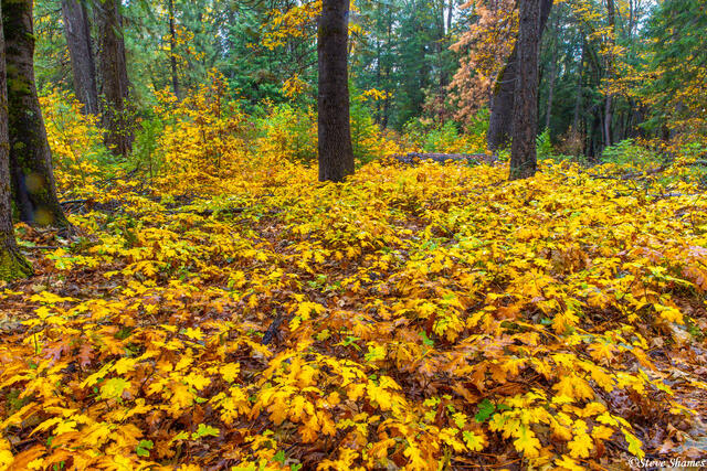 Colorful Forest Carpet print