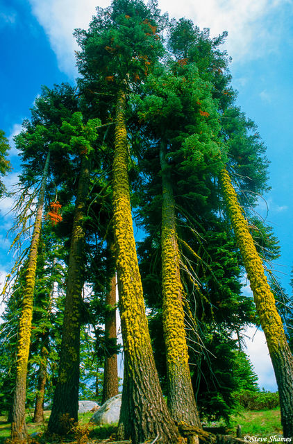 Colorful Lichen Covered Trees print