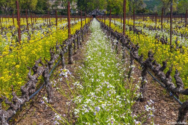 Colorful Napa Valley Vineyard print