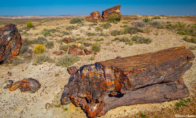 Colorful Petrified Wood print
