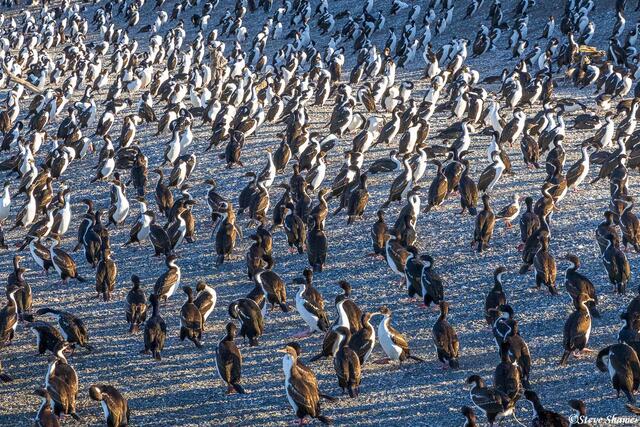 Cormorants and Penguins print
