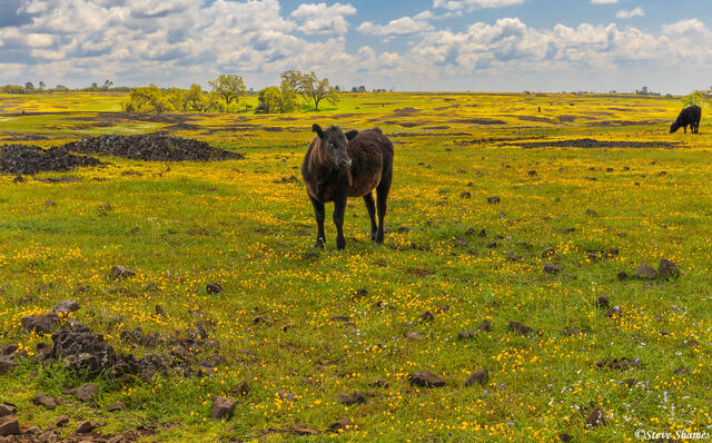 Cow in Colorful Field print