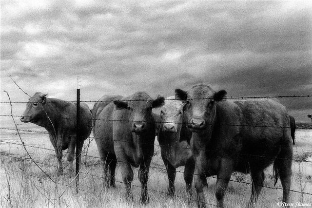 Curious Cows print