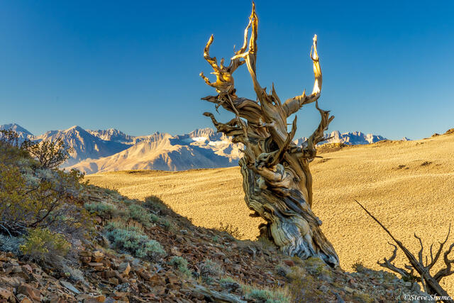 Dead Bristlecone Pine Tree print