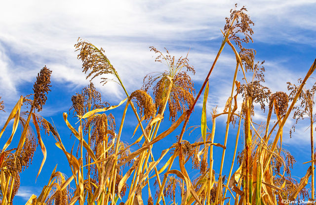 Dead Corn Stalks print
