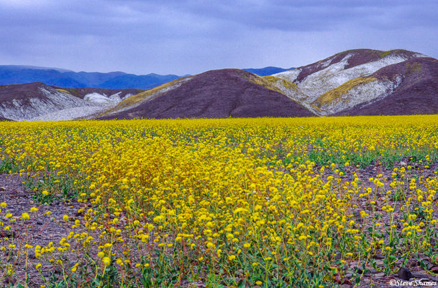 Death Valley Flowers and Mountains print