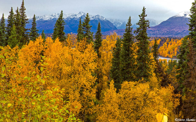 Denali State Park print