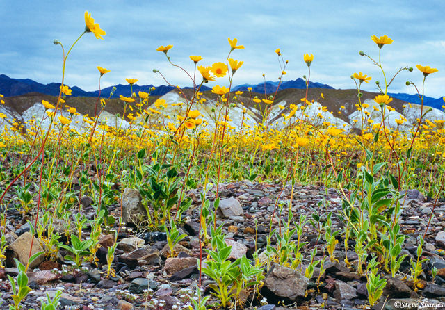 Desert Gold Flowers print