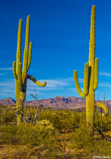 Desert Sentinels print
