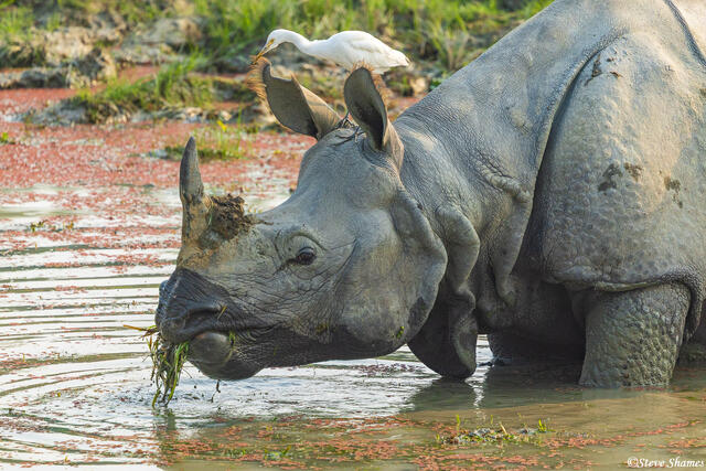 Egret on Rhino Head print