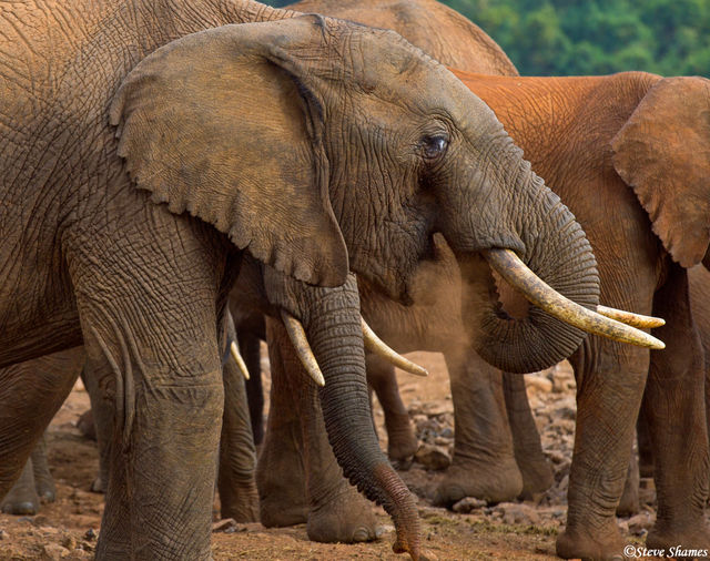 Elephants Eating Dirt print