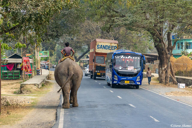 Elephant on Highway print