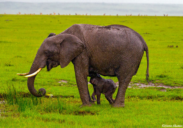 Elephant With Calf print