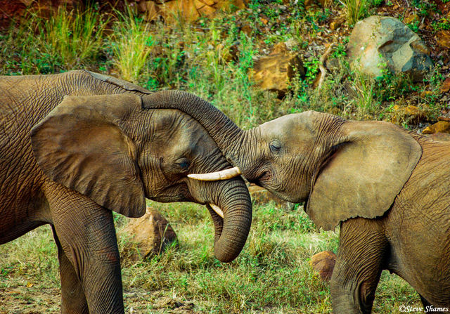 Elephants Nuzzling print