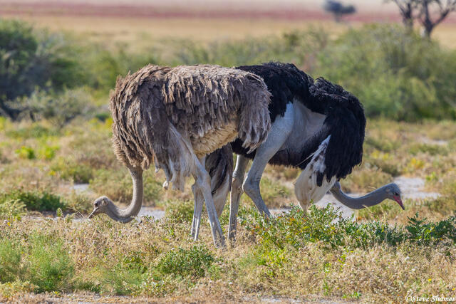 Etosha-Double Ostriches print