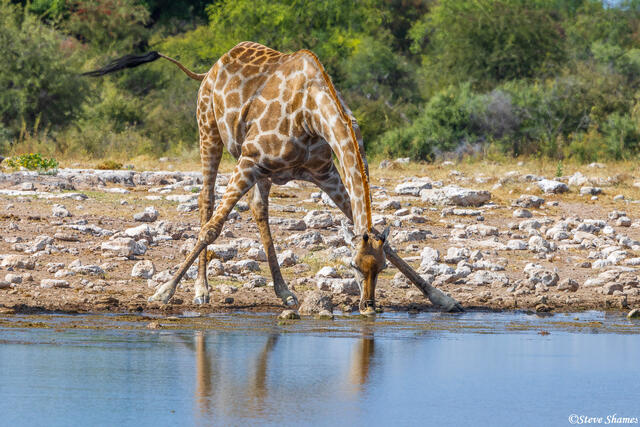 Etosha-Drinking Giraffe print