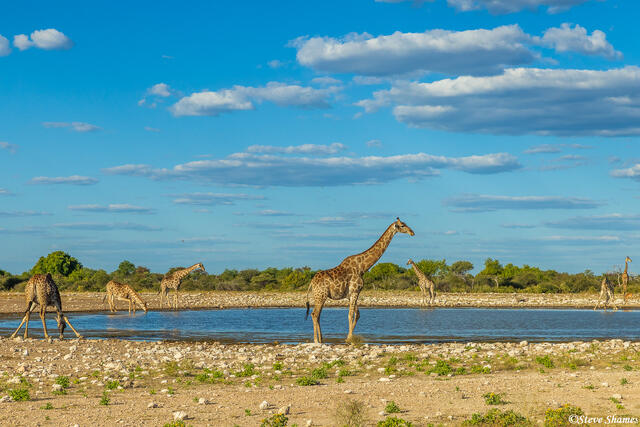 Etosha-Giraffes at Waterhole print