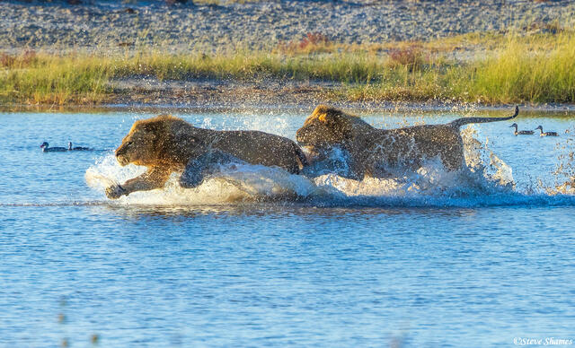 Etosha-Lions Splashing print