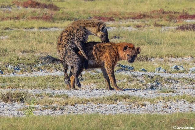 Etosha-Mating Hyenas print