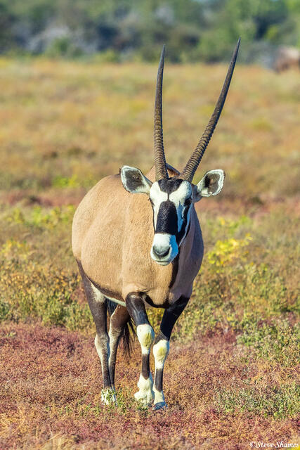 Etosha-Oryx Gemsbok print