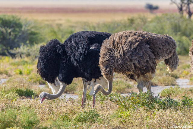 Etosha-Ostriches print
