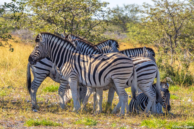Etosha-Zebra Group print
