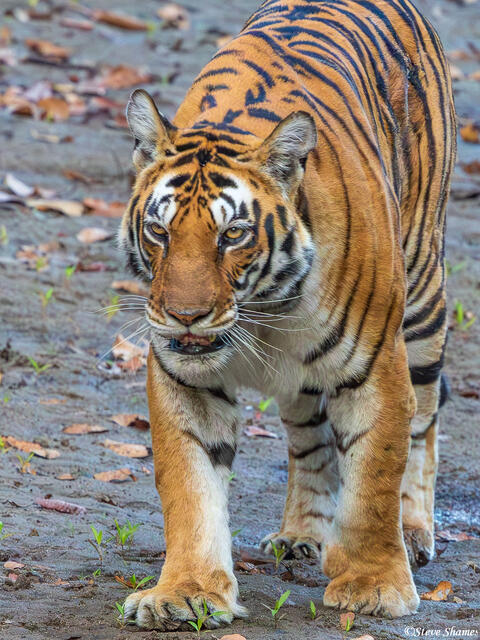 Female Tiger Walking print
