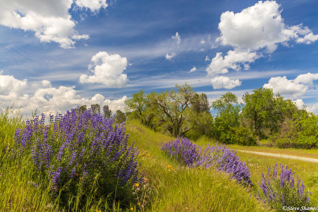 Feather River Lupines print