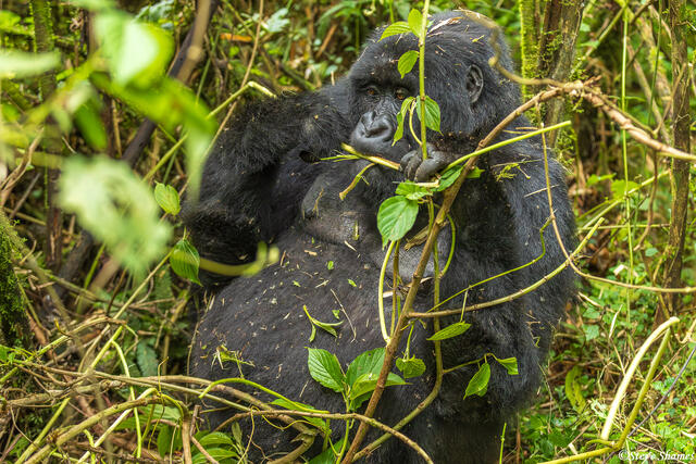 Feeding Gorilla print
