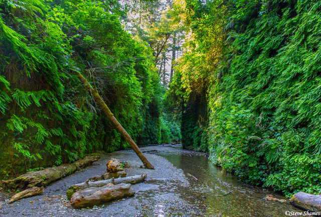 Fern Canyon print