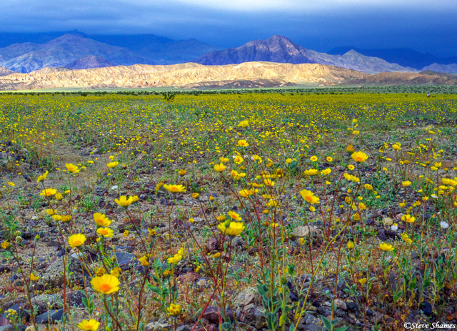 Field of Flowers print