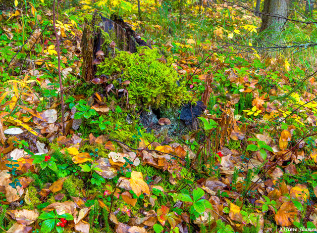 Forest Floor print