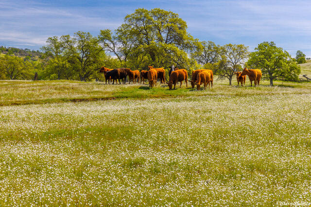Fresno County Cows print