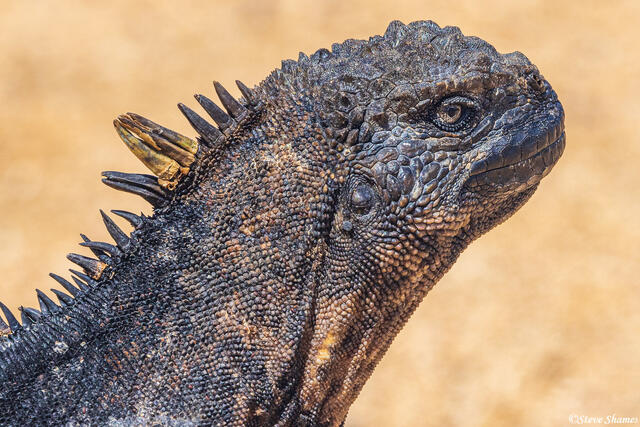Galapagos Iguana Head print
