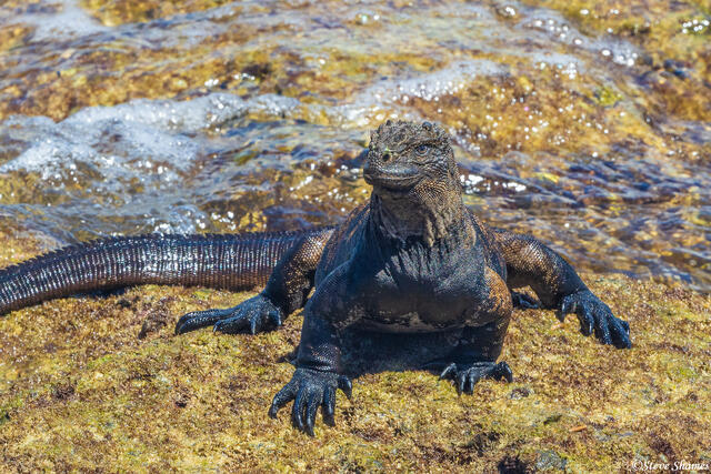 Galapagos Marine Iguana print