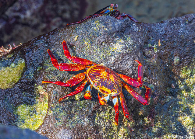 Galapagos Sally Lightfoot Crab print