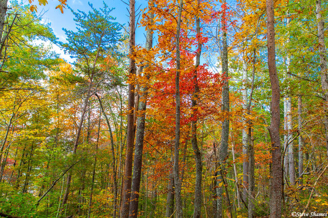 Georgia Fall Colors print