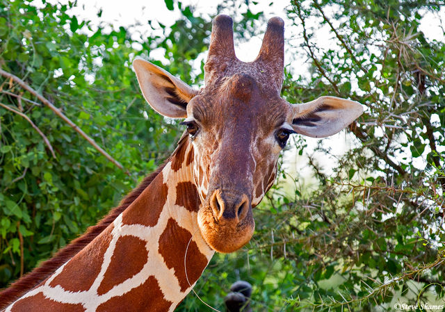 Giraffe Headshot Samburu print