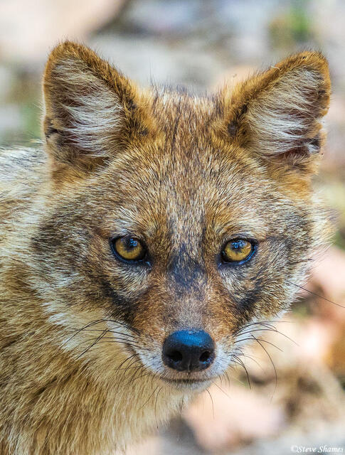Golden Jackal Close Up print