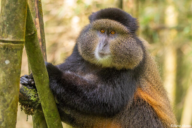 Golden Monkey Close Up print